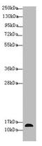 RAB Interacting Factor antibody, A63270-100, Epigentek, Western Blot image 