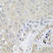 SH3 Domain Containing GRB2 Like, Endophilin B2 antibody, LS-C349262, Lifespan Biosciences, Immunohistochemistry frozen image 