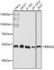 RBM22 antibody, GTX64888, GeneTex, Western Blot image 