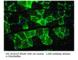 Solute Carrier Family 2 Member 4 antibody, GLUT4-401AP, FabGennix, Immunohistochemistry frozen image 