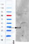 Fibroblast Growth Factor 14 antibody, 43-179, ProSci, Western Blot image 