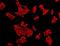 NIMA Related Kinase 9 antibody, orb378341, Biorbyt, Immunofluorescence image 