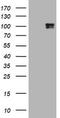 c-Kit antibody, LS-C336309, Lifespan Biosciences, Western Blot image 