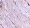 Wnt Family Member 10B antibody, GTX17006, GeneTex, Immunohistochemistry paraffin image 