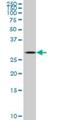 TGFB Induced Factor Homeobox 2 antibody, H00060436-M03, Novus Biologicals, Western Blot image 