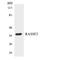 Ras Association Domain Family Member 2 antibody, LS-B14691, Lifespan Biosciences, Western Blot image 