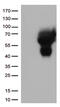 CD33 Molecule antibody, TA506329BM, Origene, Western Blot image 