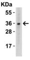 TNF Superfamily Member 12 antibody, 3791, ProSci, Western Blot image 