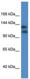 Potassium channel subfamily T member 1 antibody, TA338442, Origene, Western Blot image 