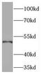 Phosphodiesterase 7B antibody, FNab06261, FineTest, Western Blot image 