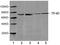 Heat shock protein 70 antibody, LS-B14111, Lifespan Biosciences, Western Blot image 
