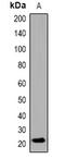 GABA Type A Receptor Associated Protein Like 2 antibody, orb382584, Biorbyt, Western Blot image 