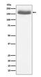 Epidermal Growth Factor antibody, M00378, Boster Biological Technology, Western Blot image 