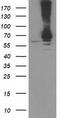 Ribophorin I antibody, CF503654, Origene, Western Blot image 