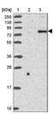 CD248 Molecule antibody, NBP2-14462, Novus Biologicals, Western Blot image 