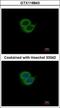 Synaptotagmin 6 antibody, GTX118843, GeneTex, Immunofluorescence image 