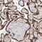Acyl-CoA Binding Domain Containing 6 antibody, NBP1-81158, Novus Biologicals, Immunohistochemistry frozen image 