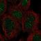 Zinc Finger Protein 212 antibody, NBP2-58705, Novus Biologicals, Immunofluorescence image 