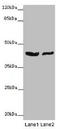 GATA Binding Protein 1 antibody, LS-C678044, Lifespan Biosciences, Western Blot image 