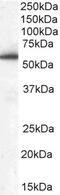 Drebrin Like antibody, 45-730, ProSci, Enzyme Linked Immunosorbent Assay image 