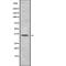 Glycoprotein A33 antibody, abx215676, Abbexa, Western Blot image 