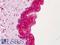 Apurinic/Apyrimidinic Endodeoxyribonuclease 1 antibody, LS-B4784, Lifespan Biosciences, Immunohistochemistry frozen image 