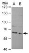 KH RNA Binding Domain Containing, Signal Transduction Associated 1 antibody, PA5-30400, Invitrogen Antibodies, Western Blot image 