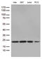 RBM8A antibody, LS-C793005, Lifespan Biosciences, Western Blot image 