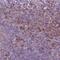 Semaphorin-4A antibody, PA5-64402, Invitrogen Antibodies, Immunohistochemistry frozen image 