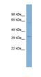 STIM Activating Enhancer antibody, orb326049, Biorbyt, Western Blot image 