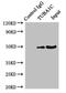 Tubulin Alpha 1c antibody, CSB-PA025308HA01HU, Cusabio, Immunoprecipitation image 