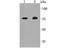 Calpain 2 antibody, A03492-1, Boster Biological Technology, Western Blot image 