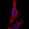 Prolyl 4-Hydroxylase Subunit Beta antibody, MAB4236, R&D Systems, Immunocytochemistry image 