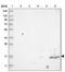 Arachidonate 5-Lipoxygenase Activating Protein antibody, NBP1-84666, Novus Biologicals, Western Blot image 