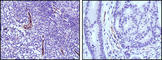 Nitric Oxide Synthase 3 antibody, abx015846, Abbexa, Western Blot image 