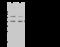 Biogenesis Of Ribosomes BRX1 antibody, 103542-T34, Sino Biological, Western Blot image 