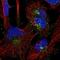 Sorting Nexin 1 antibody, NBP2-56957, Novus Biologicals, Immunofluorescence image 