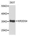 Killer Cell Immunoglobulin Like Receptor, Two Ig Domains And Short Cytoplasmic Tail 4 antibody, STJ26179, St John