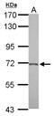Beta-Secretase 2 antibody, NBP2-15539, Novus Biologicals, Western Blot image 
