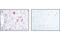 Neurofilament Light antibody, 2837P, Cell Signaling Technology, Immunohistochemistry paraffin image 