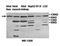 Interphotoreceptor Matrix Proteoglycan 1 antibody, orb77960, Biorbyt, Western Blot image 