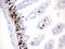 BrdU antibody, TA190090, Origene, Immunohistochemistry frozen image 