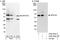 Spermatogenesis-associated protein 2 antibody, A302-494A, Bethyl Labs, Western Blot image 