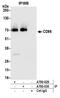 CD86 antibody, A700-030, Bethyl Labs, Immunoprecipitation image 