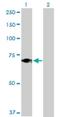 E74 Like ETS Transcription Factor 4 antibody, H00002000-D01P, Novus Biologicals, Western Blot image 