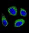 7-Dehydrocholesterol Reductase antibody, abx026271, Abbexa, Immunofluorescence image 