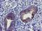 Suppressor Of Cytokine Signaling 3 antibody, LS-C173037, Lifespan Biosciences, Immunohistochemistry frozen image 