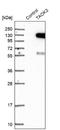 TAO Kinase 3 antibody, NBP1-84988, Novus Biologicals, Western Blot image 