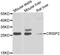 Cysteine Rich Secretory Protein 2 antibody, abx006435, Abbexa, Western Blot image 