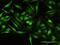 Calcium Binding And Coiled-Coil Domain 1 antibody, H00057658-B01P, Novus Biologicals, Immunofluorescence image 
